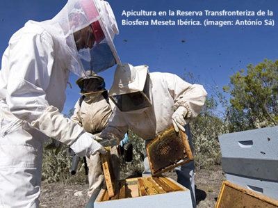 Sanabria-Braganza, autopista transfronteriza para insectos polinizadores