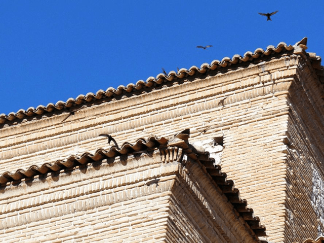 Vencejos al lado de sus nidos en la puerta de Cantalapiedra rehabilitada de Madrigal de las Altas Torres, Ávila, estudio de GREFA (imagen GREFA)