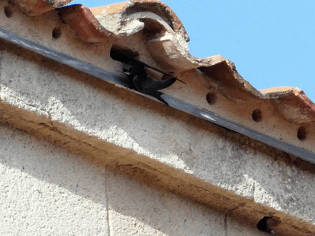 Vencejo al lado de su nido en la Iglesia de San Esteban rehabilitada de Segovia estudio de GREFA (imagen GREFA)