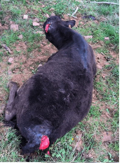 Ganado atacado por lobos en Castilla y León (imagen UCCL)