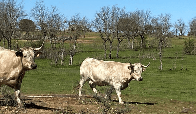Ganaderia extensiva en pastos quemados (imagen urcacyl)