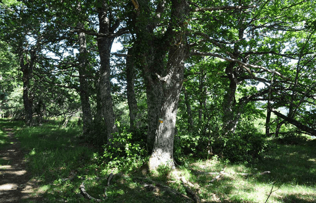 Monte Hijedo, Arija, Burgos (imagen Turismo Burgos)