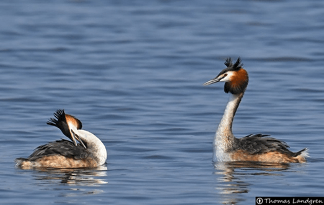 Somojurjo Lavanco, embalse del río Ebro, Arija, Burgos 