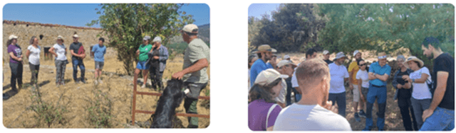 Ganado regenerativo del bosque, Fundación Global Nature, un proyecto desarrollado en Castilla y León (imagen FGN)