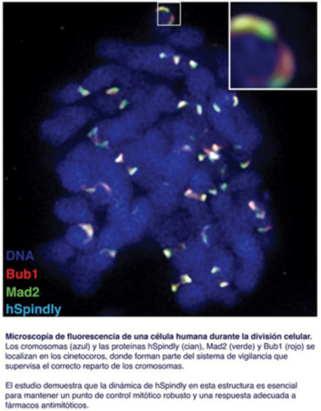 Microscopia de fluorescencia división celular CIC, Sevilla, Salamanca (imagen USAL)