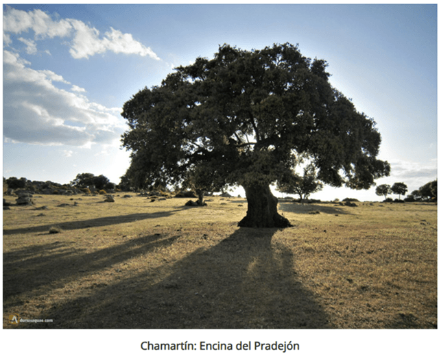 Sierra de Ávila, Encina en Chamartín