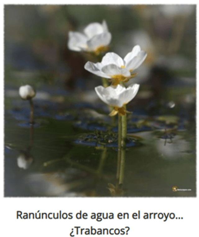 Sierra de Ávila, ranúnculos de agua en el arroyo