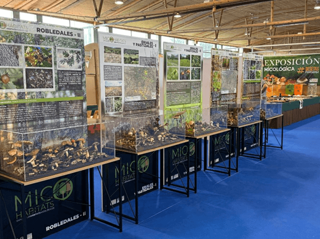 Exposición micológica, Boós, Soria (imagen Asociación Montes de Soria)