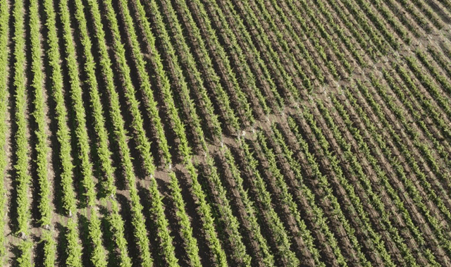 Vides plantadas en España (imagen MAPA)