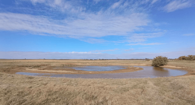 Carricerín cejudo vuelve a la Laguna de La Nava en la provincia de Palencia, Fundación Global Nature (imagen FGN)