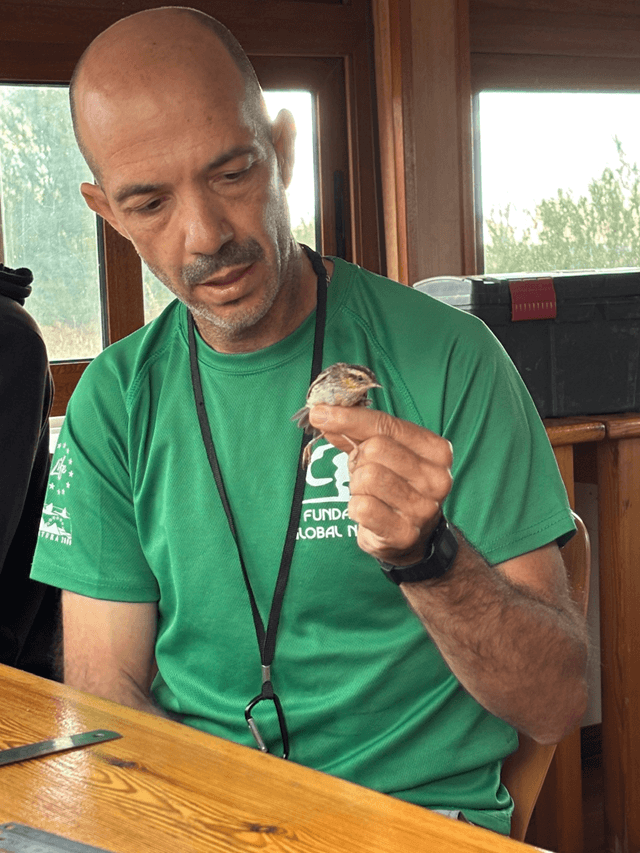 Carricerín cejudo vuelve a la Laguna de La Nava en la provincia de Palencia, Fundación Global Nature (imagen FGN)