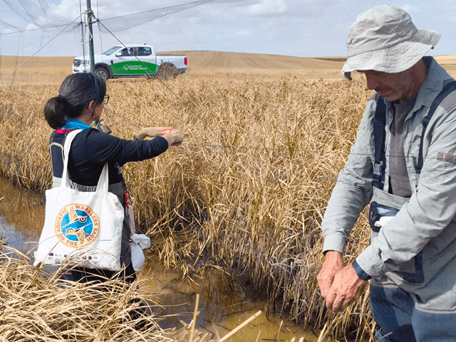 Carricerín cejudo vuelve a la Laguna de La Nava en la provincia de Palencia, Fundación Global Nature (imagen FGN)
