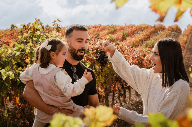Fiesta de la Vendimia en la Ribera del Duero, Ruta turística del Vino Ribera del Duero (imagen Ruta del Vino Ribera del Duero)