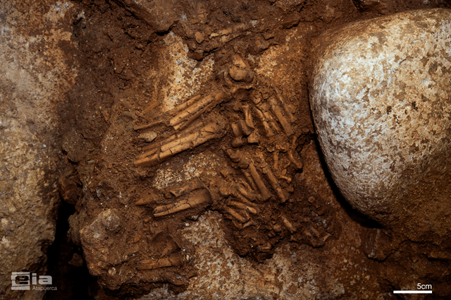 Campaña 2026 yacimientos arqueológicos de Sierra Atapuerca, Ibeas de Juarros, MEH-Fundación Atapuerca, Burgos Restos del esqueleto de un lince en conexión anatómica del nivel TE6 de la Sima del Elefante. (imagen Maria D. Guillén / IPHES-CERCA)