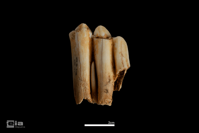 Campaña 2026 yacimientos arqueológicos de Sierra Atapuerca, Ibeas de Juarros, MEH-Fundación Atapuerca, Burgos Molar de bisonte recuperado en el yacimiento de Galería durante la campaña de este verano (imagen Maria D. Guillén / IPHES-CERCA)