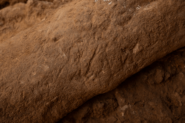 Campaña 2026 yacimientos arqueológicos de Sierra Atapuerca, Ibeas de Juarros, MEH-Fundación Atapuerca, Burgos Estalagmita recuperada en el nivel TD3 de la Gran Dolina con zarpazos de oso (imagen EIA)