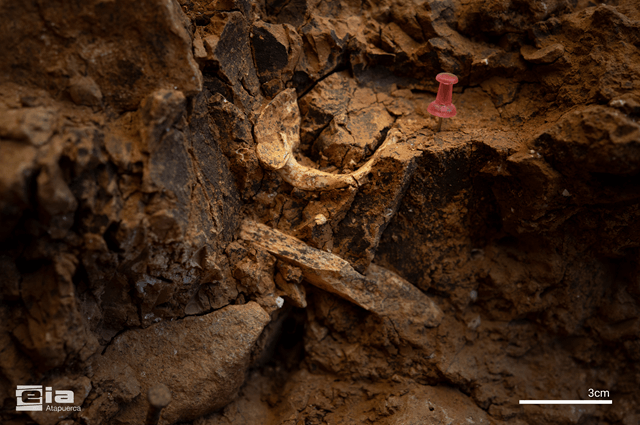 Campaña 2026 yacimientos arqueológicos de Sierra Atapuerca, Ibeas de Juarros, MEH-Fundación Atapuerca, Burgos Atlas (primera vértebra cervical) de un individuo adulto de Homo antecessor (imagen Maria D. Guillén / IPHES-CERCA)