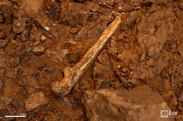 Campaña 2026 yacimientos arqueológicos de Sierra Atapuerca, Ibeas de Juarros, MEH-Fundación Atapuerca, Burgos Cúbito de un individuo adulto de Homo antecessor (imagen Maria D. Guillén / IPHES-CERCA)