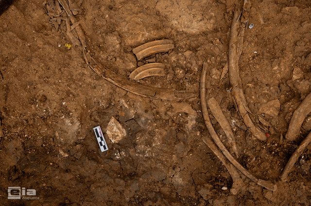 Campaña 2026 yacimientos arqueológicos de Sierra Atapuerca, Ibeas de Juarros, MEH-Fundación Atapuerca, Burgos Detalle de la superficie de excavación del yacimiento de Cueva Fantasma con restos de industria lítica y también de fauna, concretamente de caballo (imagen Maria D. Guillén / IPHES-CERCA)