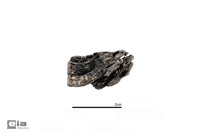Campaña 2026 yacimientos arqueológicos de Sierra Atapuerca, Ibeas de Juarros, MEH-Fundación Atapuerca, Burgos Fragmento de madera carbonizada del Neolítico antiguo de la cueva de El Mirador (imagen Maria D. Guillén / IPHES-CERCA)