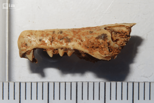 Campaña 2026 yacimientos arqueológicos de Sierra Atapuerca, Ibeas de Juarros, MEH-Fundación Atapuerca, Burgos Topo acuático (Galemys sp) (imagen EIA)
