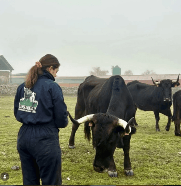 Vacas de raza sayaguesa, Zamora 